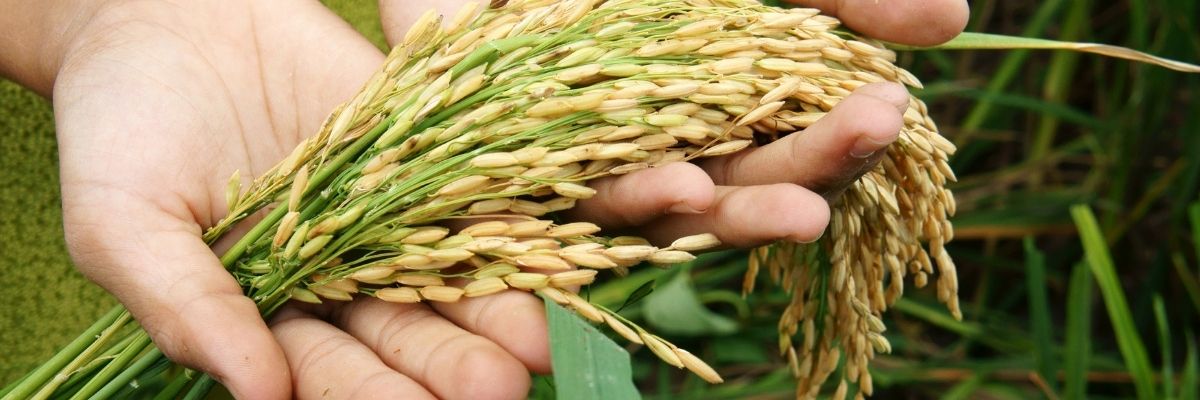 Food Security: Who Is at Risk and Why